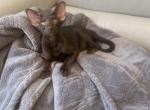 Chocolate - Oriental Cat For Sale - Brooklyn, NY, US