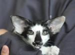 Spot - Oriental Kitten For Sale - Brooklyn, NY, US