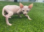 Beauty in the greens - Sphynx Cat For Sale - Miami, FL, US