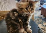 Persian Kitten - Persian Cat For Sale - Greenville, OH, US