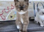 Mr Champagne - Ragamuffin Cat For Sale - Plummer, ID, US