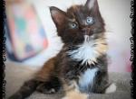 Aurora Polydactyl - Maine Coon Cat For Sale - Seattle, WA, US