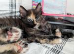 HarleyQuinn Polydactyl - Maine Coon Cat For Sale - Seattle, WA, US