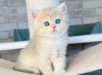 Pearl british shorthair blue golden shaded ay 11 - British Shorthair Cat For Sale - CA, US