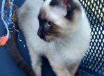 Jewel - Siamese Kitten For Sale - West Plains, MO, US