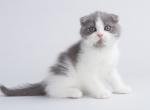 Niknemo blue & white bicolor scottish fold boy - Scottish Fold Cat For Sale - CA, US