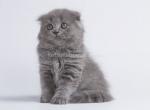 Neverton blue scottish fold baby boy kitten - Scottish Fold Cat For Sale - CA, US