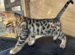 Maries Bengal - Bengal Cat For Sale - Mount Vernon, WA, US