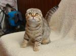 Chocolate tiger scottish fold girl Wiola - Scottish Fold Cat For Sale - Dallas, TX, US