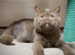 Vienna - British Shorthair Cat For Sale - Los Angeles, CA, US