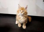 Teddy - Maine Coon Cat For Sale - Hollywood, FL, US