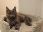 Hudson - Maine Coon Cat For Sale - NY, US