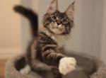 Lex - Maine Coon Cat For Sale - NY, US