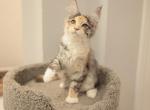 Mia - Maine Coon Kitten For Sale - NY, US