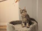 Boston - Maine Coon Cat For Sale - NY, US