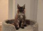 Ostin - Maine Coon Cat For Sale - NY, US