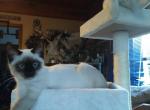 Joey - Siamese Cat For Sale - West Plains, MO, US