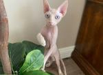 White Cream Male Sphynx Kitten - Sphynx Cat For Sale - San Marcos, CA, US