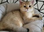 Bri Tom - British Shorthair Cat For Sale - New York, NY, US