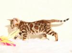 Fendi - Bengal Cat For Sale - Brighton, CO, US