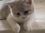 Bella Scottish Straight Orange and white kitten - Scottish Fold Kitten For Sale - Jobstown, NJ, US