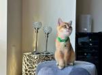 Biscuit Maker - British Shorthair Cat For Sale - Charlotte, NC, US