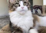 Lina available in Miami - Maine Coon Cat For Sale - Miami, FL, US