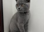 Scottish straight kitten - Scottish Straight Cat For Sale - Sedalia, MO, US