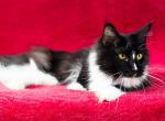 Hilda - Maine Coon Cat For Sale - Brooklyn, NY, US