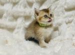 Male Kitty Golden shorthair - Scottish Straight Cat For Sale - Sunnyvale, CA, US