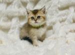 Male Kitty Golden - British Shorthair Cat For Sale - Sunnyvale, CA, US