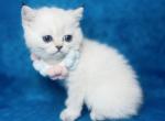 Monica - Scottish Straight Kitten For Sale - Sunnyvale, CA, US