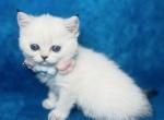 Monica Scottish female - Scottish Fold Kitten For Sale - Sunnyvale, CA, US