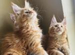 Jeep - Maine Coon Cat For Sale - Marco Island, FL, US