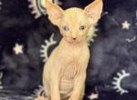 Olivia odd eye - Sphynx Cat For Sale - Hemet, CA, US