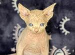 Betty - Sphynx Cat For Sale - Hemet, CA, US