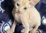 Maci - Sphynx Cat For Sale - Hemet, CA, US