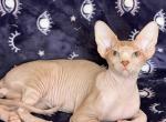 Dibu - Sphynx Cat For Sale - Hemet, CA, US