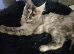 Arwen - Maine Coon Cat For Sale - Kingman, AZ, US