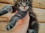 Cody - Maine Coon Cat For Sale - Hollywood, FL, US