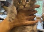 Lucky - Maine Coon Cat For Sale - Hollywood, FL, US