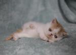 Mac - Exotic Cat For Sale - Syracuse, NY, US