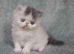 Baby Blue - Exotic Cat For Sale - Syracuse, NY, US