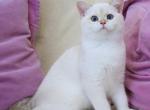 Joshua - British Shorthair Cat For Sale - Brooklyn, NY, US