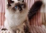 Mario - Siberian Cat For Sale - Brighton, CO, US