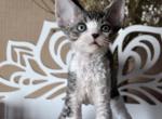 Mickey - Devon Rex Cat For Sale - Brooklyn, NY, US