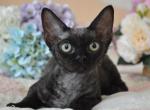 Rosie - Devon Rex Kitten For Sale - Brooklyn, NY, US