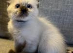 STONEY seal M TICA - Ragdoll Cat For Sale - Chambersburg, PA, US