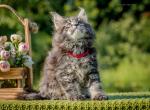 Gaya - Maine Coon Cat For Sale - Norwalk, CT, US