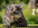 Gaya - Maine Coon Cat For Sale - Miami, FL, US